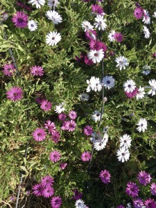 Cascais wildflowers Cascais flora